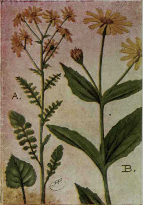 A. Golden Ragwort. Senecio aureus. B. Arnica. Arnica mollis.