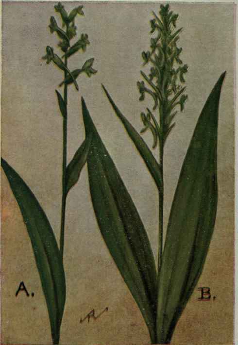 A. Green Wood Orchis.