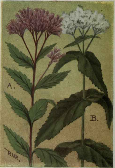 A. Joe Pye Weed. Eupatorium purpureum. B. Thoroughwort; Boneset. Eupatorium perfoliatum.