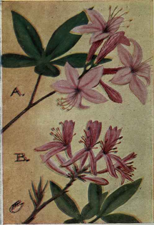 A. Pink Azalea. Rhododendron nudiflorum.