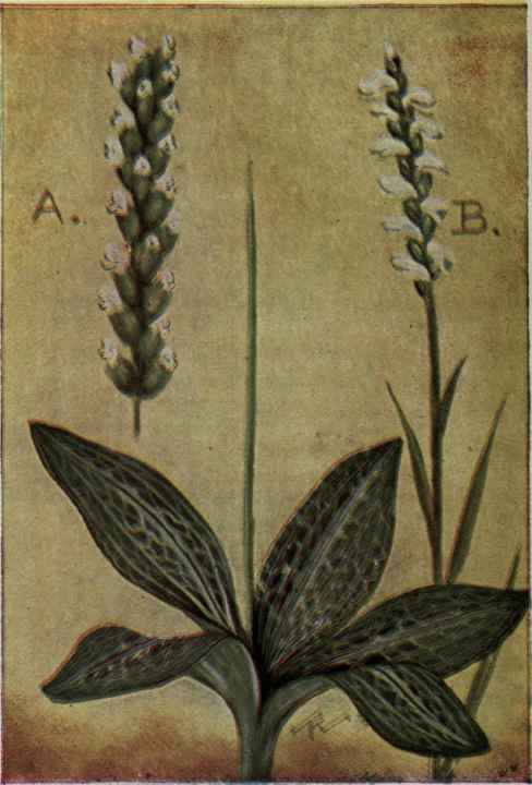 A. Rattlesnake Plantain.