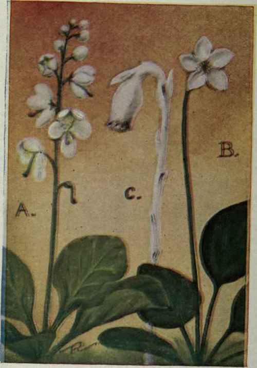 A. Shin leaf. Pyrola elliptica. B. One flowered Pyrola. Pyrola uniflora. C. Indian Pipe. Monotropa uniflora.