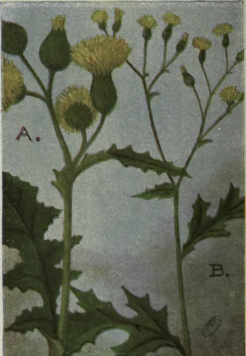 A. Sow Thistle.