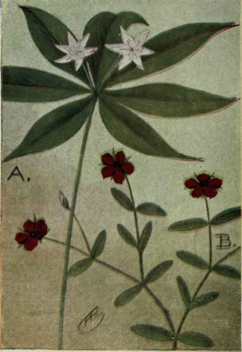 A. Star Flower.