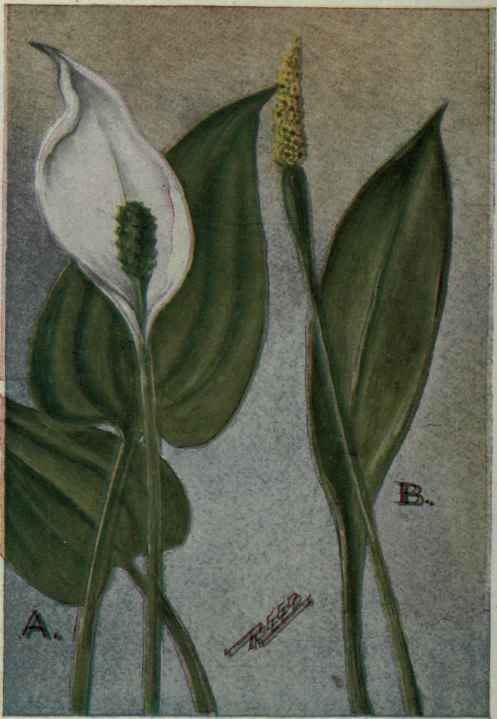 A. Water Arum. Calla palustris.