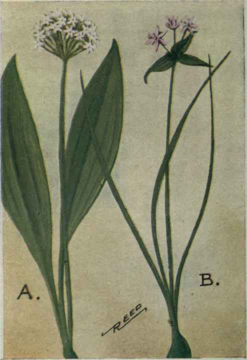 A. Wild Leek. Allium tricoccum.