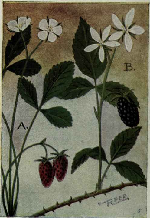 A. Wild Strawberry. Fragraria virginiana.
