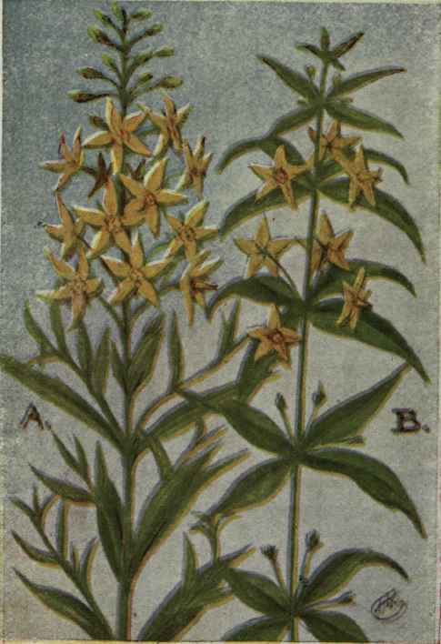 A. Yellow Loosestrife.