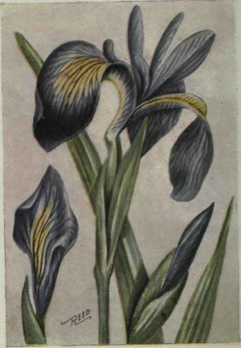 Blue Flag; Iris. Iris versicolor.