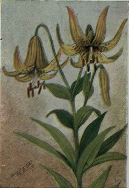 Meadow Lily. Lilium canadense.