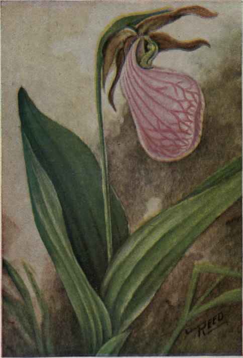 Moccasin Flower. Cypripedium acaule.