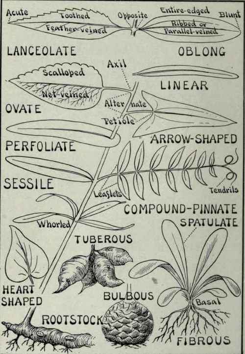 Parts Of Plants
