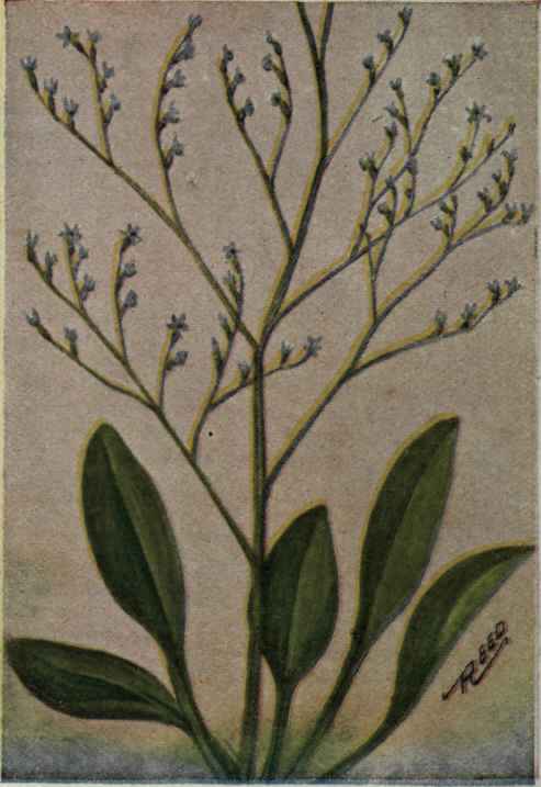Sea Lavender; Rosemary. Limonium carolinianum.