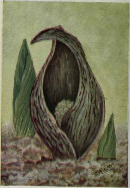 Skunk Cabbage. Symplocarpus foetidus.