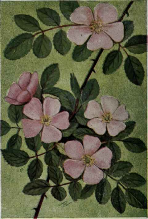 Sweetbrier; Eglantine. Rosa rubiginosa.