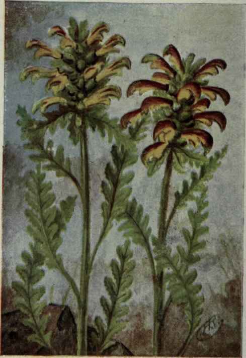 Wood Betony; Lousewort. Pedicularis canadensis.