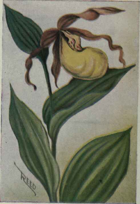 Yellow Lady's Slipper. Cypripedium parviflorum.