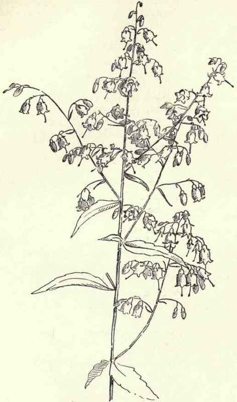 Bellwort Uvularia sessilifolia 148
