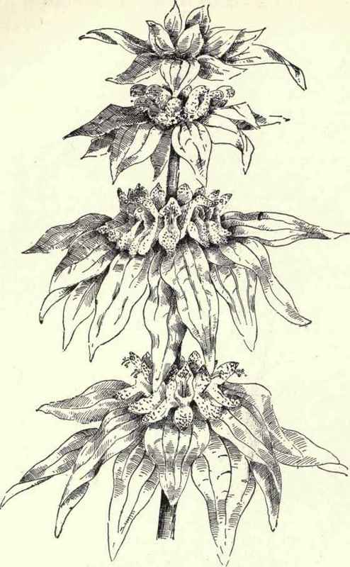 Horse Mint Monarda punctacta 204