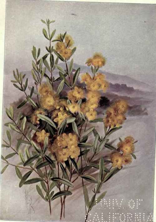 Prickly Pear Indian Fig Opiintia humifusa 198