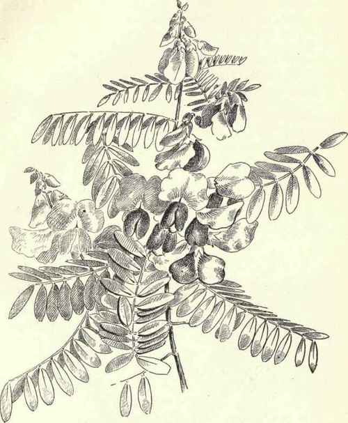 Prickly Pear Indian Fig Opiintia humifusa 199