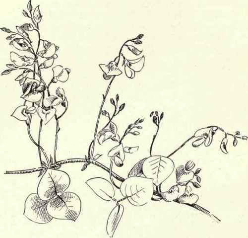 Prostrate Tick Trefoil Meibomia Michauxii 191