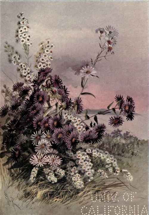 Sandy Soil Asters 208