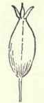 Seed.