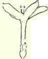 Single Flower.