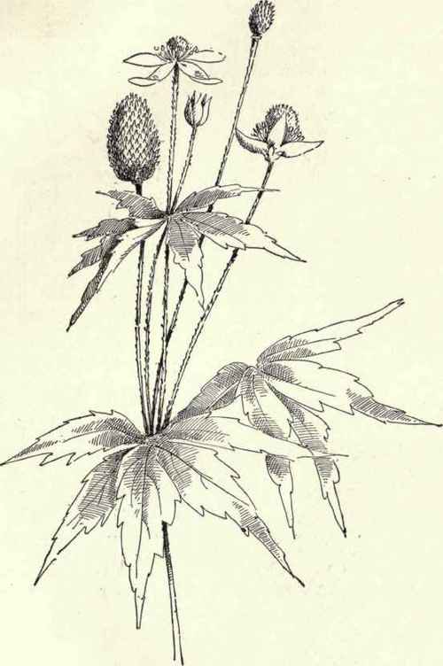 Tall Larkspur Delphinium urceolatum 184