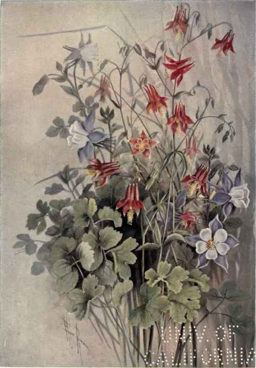 White Baneberry Actaea alba 151