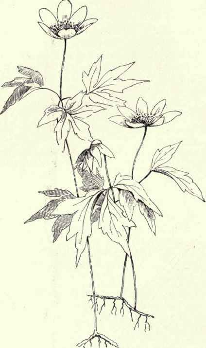 Wind Flower Wood Anemone Anemone quinquefolia 183