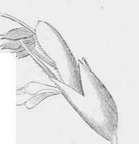 Ditto. Flower with a long pistil.