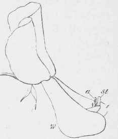 Ditto. The wings are depressed, the stamens and pistil exposed.