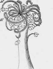 Ditto of Malva rotundifolia.