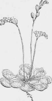 Drosera rotundifolia.