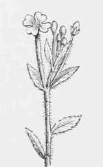 Epilobium parviflorum.