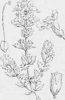 Euphrasia officinalis.