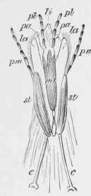 FiG. 15.   Mouth parts of Andrena, seen from below   pa, paraglossse; li, ligula.; pl, labial palpi; pni, maxillary palpi; mt, mentum; si, stipes; c, cardo; 0, eye