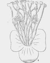 Flower of Poterium sanguisorba
