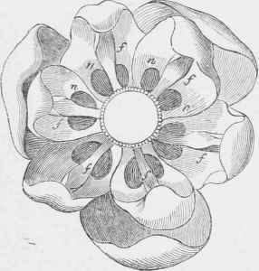 Flower seen from above