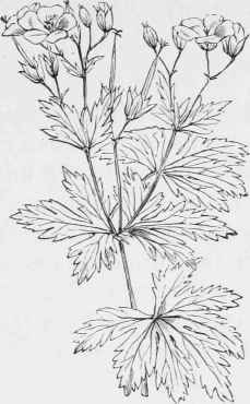 Geranium Sylvaticum.