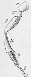 Left hind leg of Prosopis