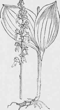 Listera ovata.