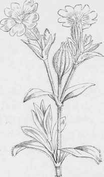 Lychnis vespertina.