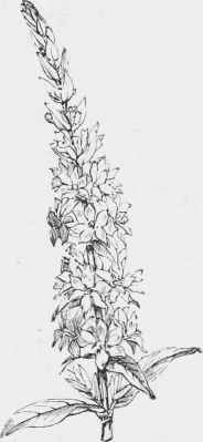 Lythrum salacaria.