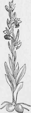 Ophrys apifera.