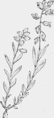 Polygala vulgaris.