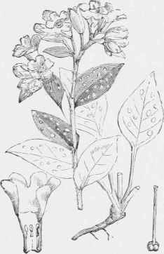 Pulmonaria officinalis.