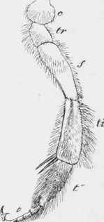 Right hind leg of Anthophora bimaculata.